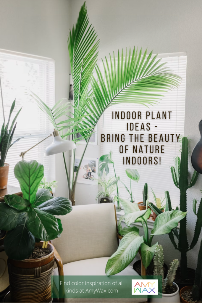 indoor plant ideas