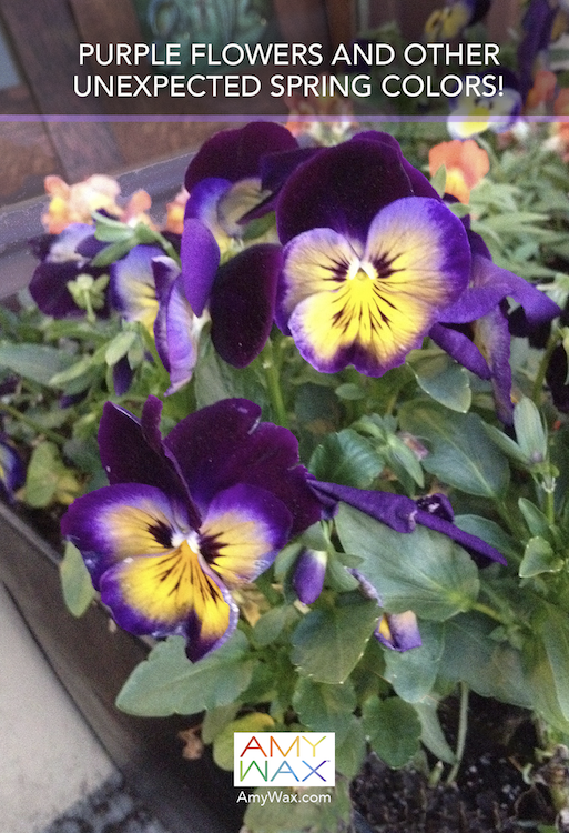purple colors