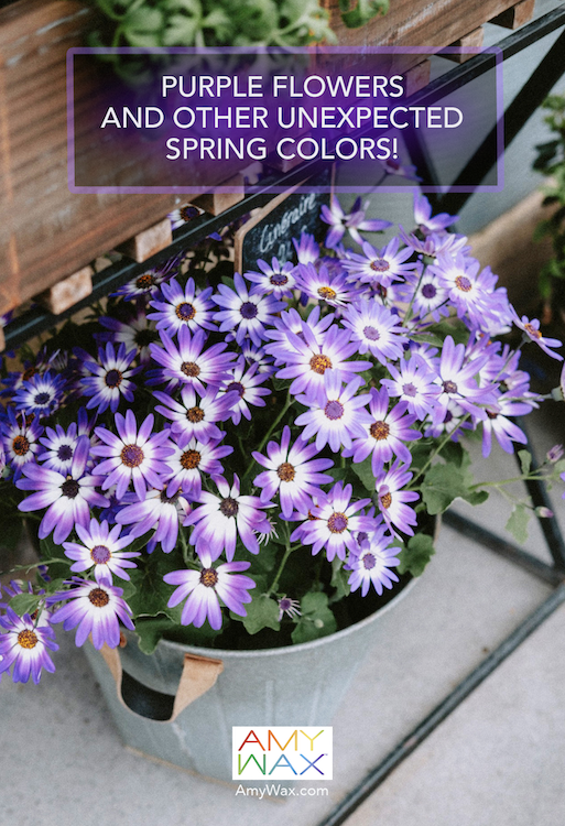 purple flowers